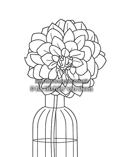 DAHLIA´S KLEURPLATEN 