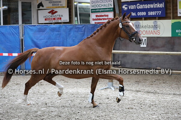 KWPN Stamboekkeuring Bronneger 8 juli 2020