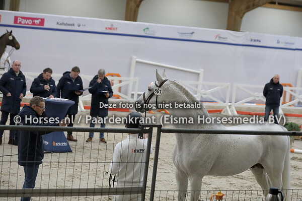 801 Cape Coral RBF Z(Cornet Obolensky x Argentinus)
