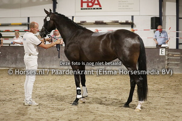 31 Og3ne (Kingston Blue Horsx Karmelita v.Vivaldi)