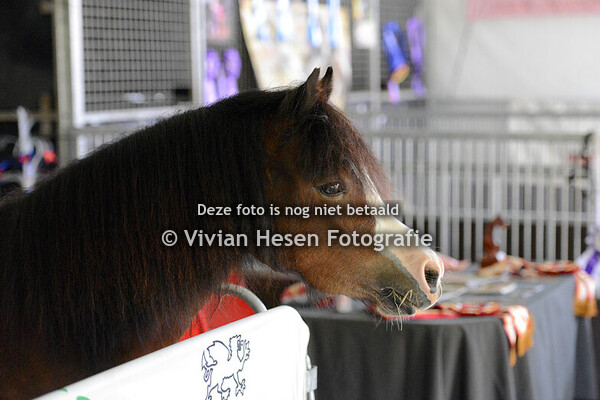 Horse Event Welsh Shows