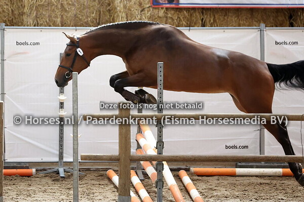 1 Sefrieda (Arezzo VDL x Frieda v. Indoctro) (1)