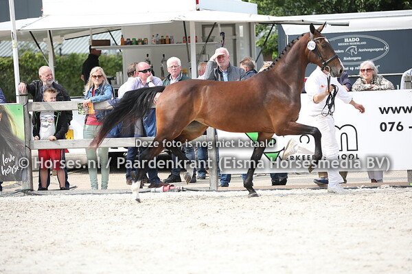 242 Lara Hane (Henkie x Osinda-Jane v. Waterman)