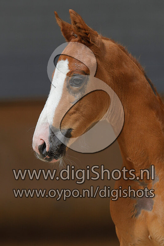 Ohio D v. Glock's Toto Jr