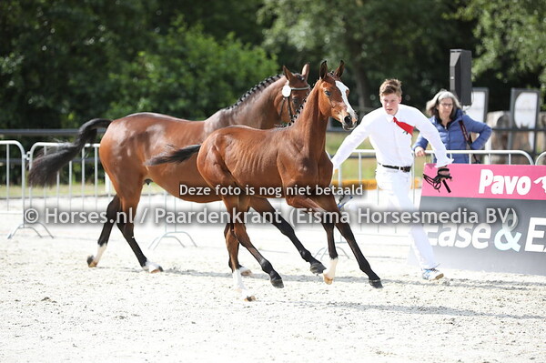 16 Otendri VDL(Harley VDL x Atendri v. Contender) (1)