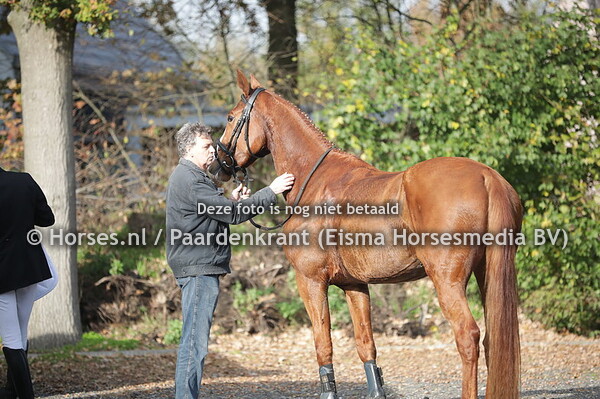 11 My Karla (Arezzo x Boulevard v. Querlybet Hero)