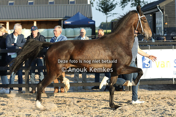 Rondalina HM ( Lanto x Atleet ) 