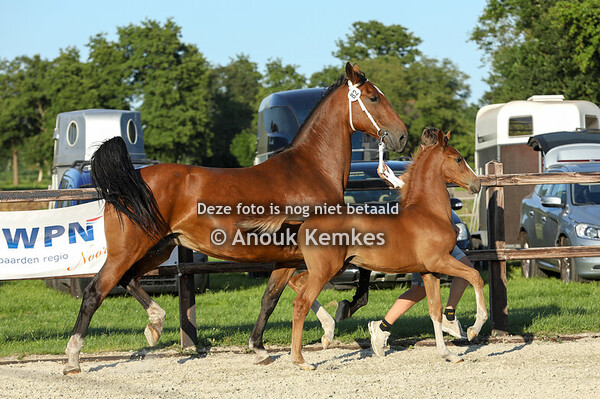 82 - Videe ( Olympus x Atleet )