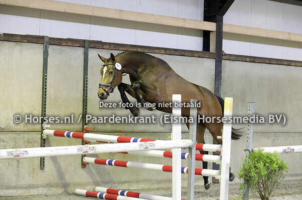 11  Onassis Sijgje (Chacfly x Usijgje v. Mermus R)