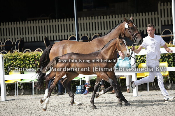 7 Rochester HG (Kitt SB x Miss Congeniality v. Grandorado TN)