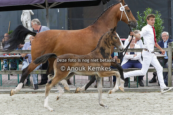 015 - UTIANTHA V ICELLIE X ATLEET R.H. VEENSTRA, BOIJL