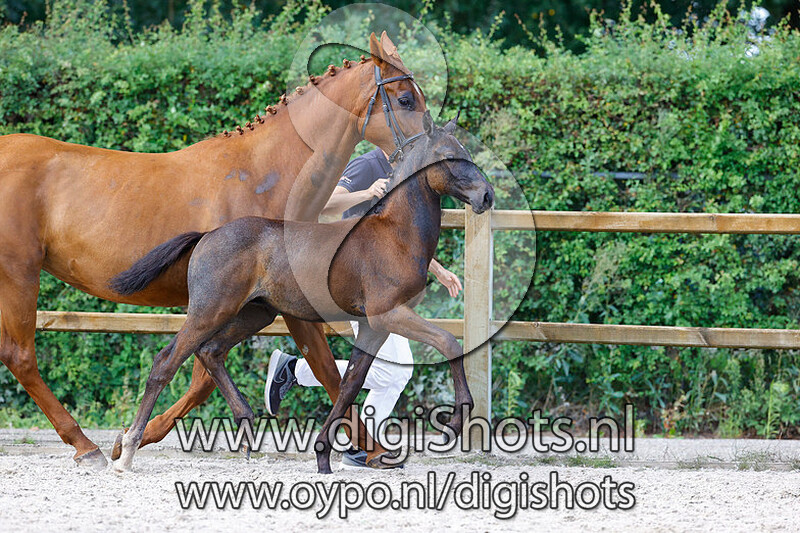 Corky K van Kattenheye Z v. Cornet Obolensky