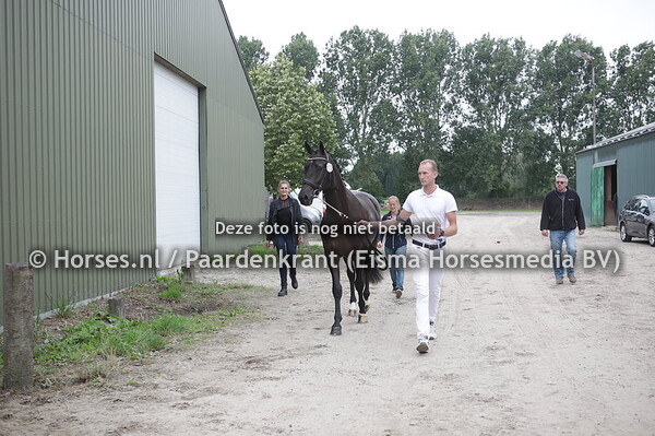 172 (Totilas x Valuta v. Unifom)