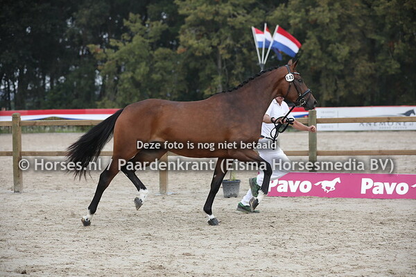 143 Lavendel (George Clooney x Fresia v. Negro)