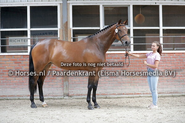 21 Distant Drums Z (Diamant de Semilly x Cassala v. Casall)