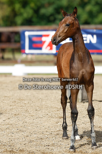 7. VROUWELIJKE DRESSUURVEULENS