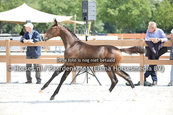 93 Orminka (Jack Daniels EB x Fally DHH v. Carolus II)