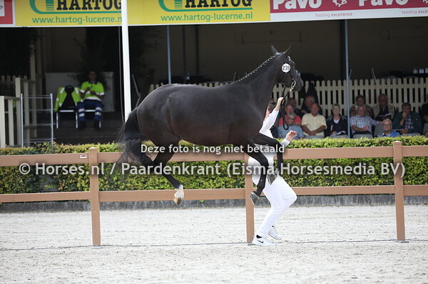 239 Linkie (Henkie x Blitz v. Voice)