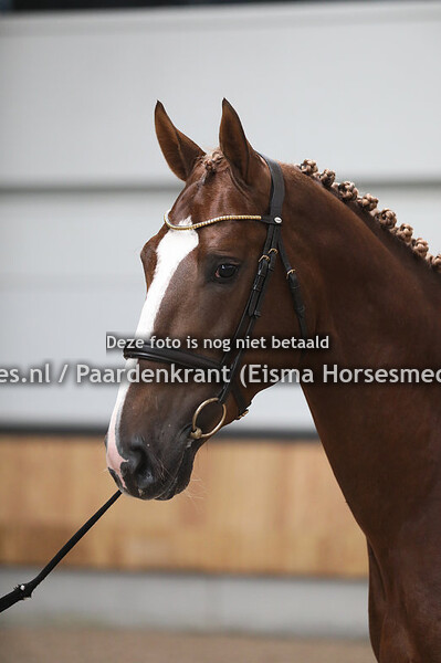 01-05-2024 stand en hoofd KWPN Voorjaarsonderzoek