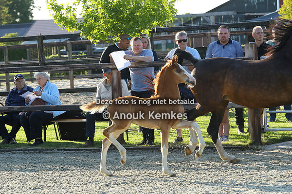 85 - Virose ( Macho x Fantijn )