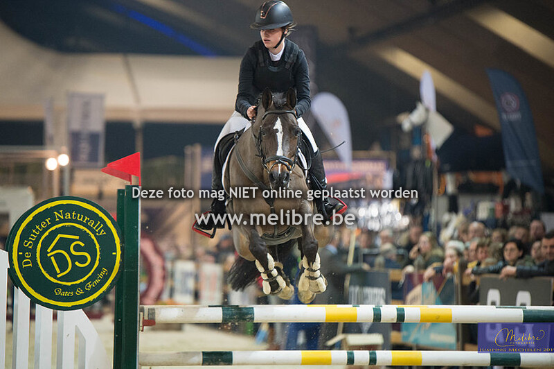 Belgische rijpony groot - Parcours hoog
