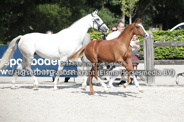 30 Subita (Baltic VDL x Gunanita)