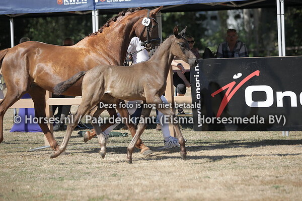 54 Safari (Number Two x Amazing Star)