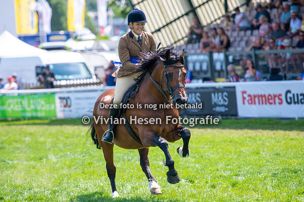 Ridden Section D Stallions