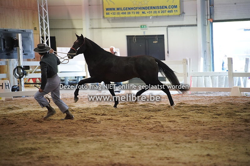 Seccion 4 - Potros de 2 anos