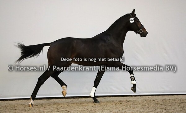 190712 KWPN 1e bez dag 4 dressuur 2019