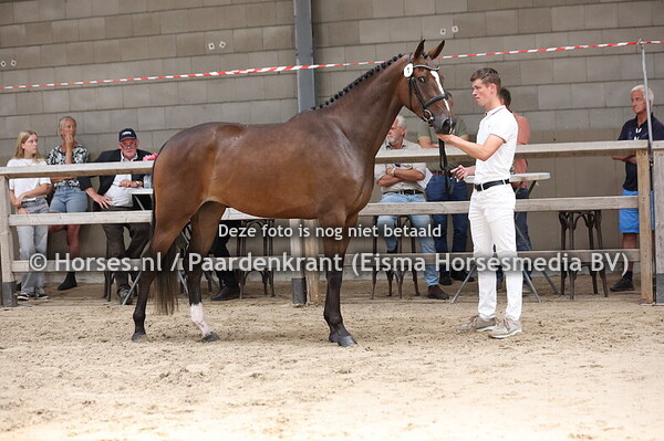 1 Signorita (Emerald van;t Ruytershof x A.Vaantje v. Carinjo)