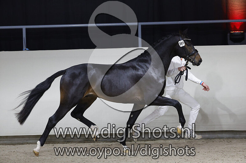 Orlando Z v. For Romance