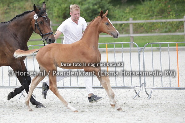 24 Sunny (Novian x Harvedine v. Oscar)