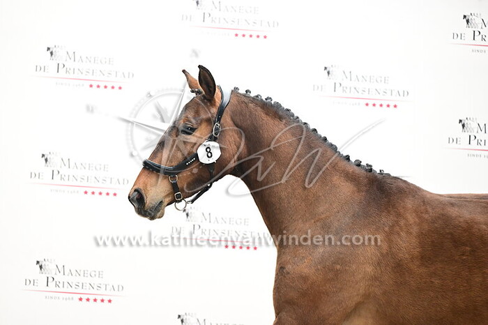 Canon Simba Girl - nr. 8