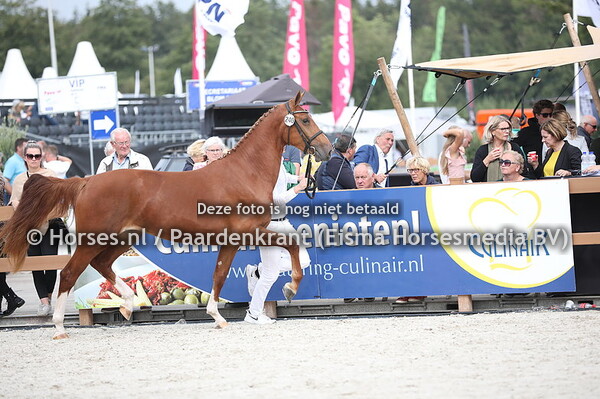 240 Lizzy (Henkie x Wendie v. Parcival)