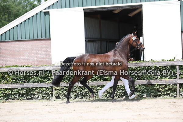 112 Mocca D'Or (Five Star x Dolce Cabbana v. Sunny Boy)