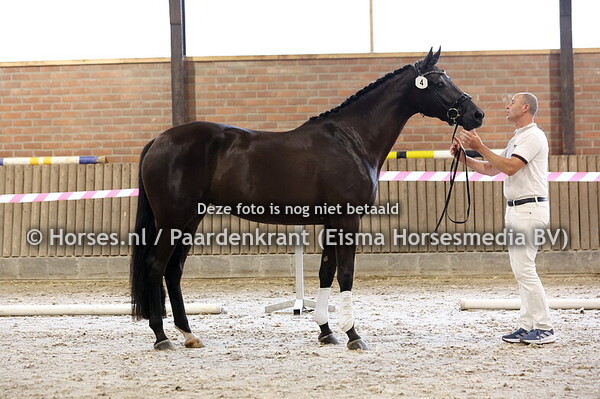 4 Stella Dieni (Kyton x Live Dieni v. Dante Weltino)