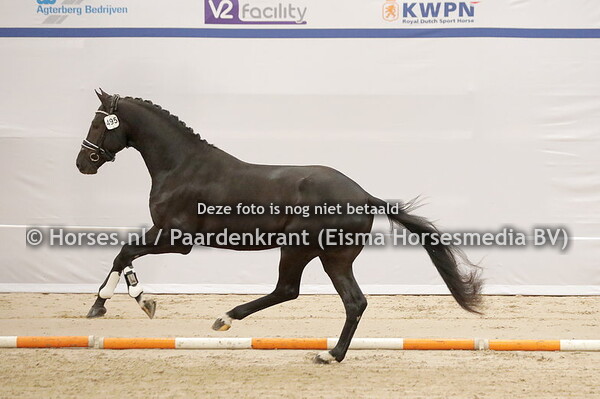 495 Raoul (Secret x Kierava v. Negro)