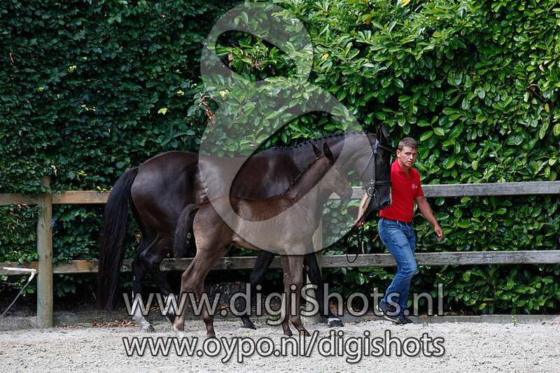 Theodor van de Distelhoeve v. Special Agent Amount