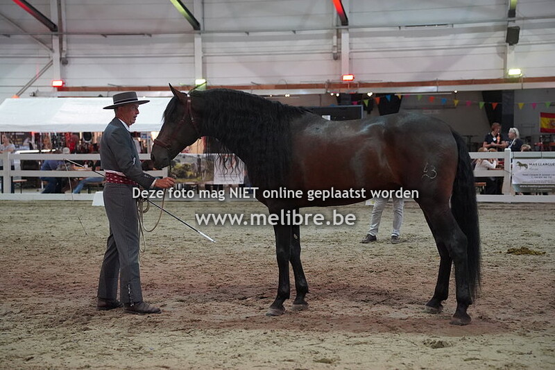 Seccion 10 - Sementales de 5-6 anos