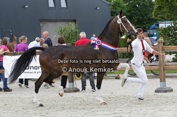 076 - PYLIE ICELLIE X UNIEKO J.L. SMINK, STEENBERGEN