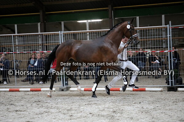 50 My Lady LE (Bordeaux x Zonique v. San Remo )