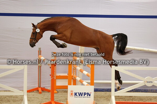 KWPN 1e bez 16 december springen 2024