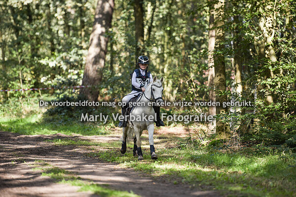 B pony's (kort) + BB pony's en paarden 50-60 cm