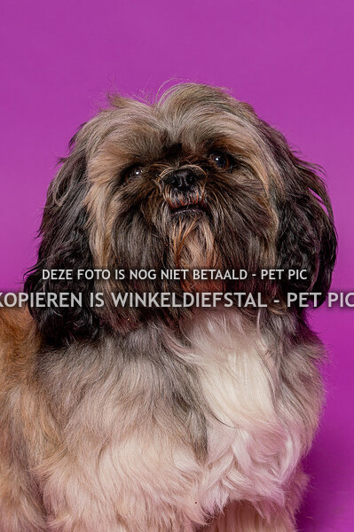 hond 12