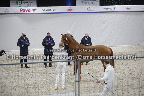 45 Corizal Z (Comilfo Plus Z x Wndelien v. Tangelo van de Zuurthoeve) (1)