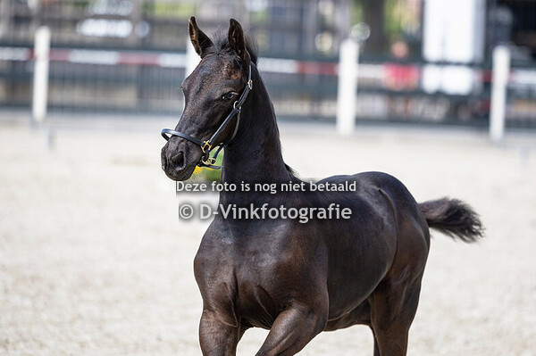 52. Dailey van het Leuven