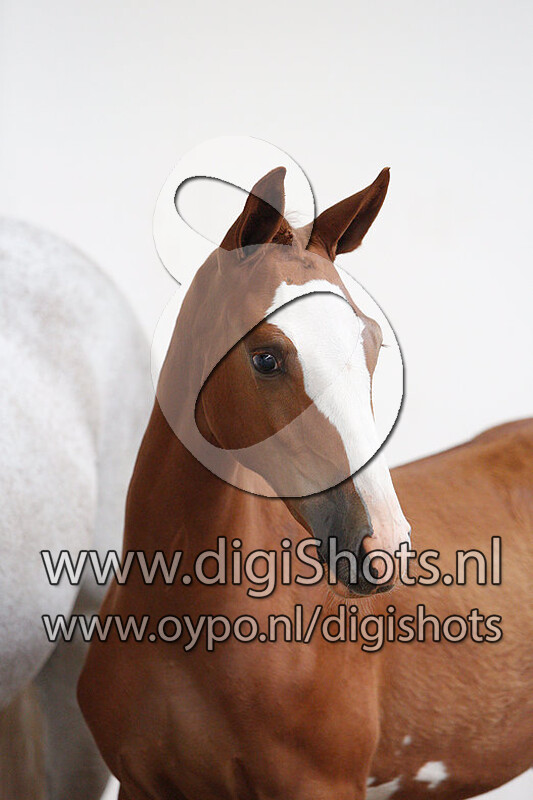 Nobell v. Balou du Rouet