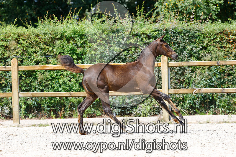 Rosjeval v. Blue Hors Monte Carlo TC