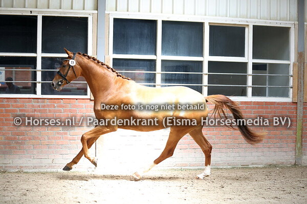 11 Skye of Lucky (Furst Romancier x Fabiana v, Vivaldi)
